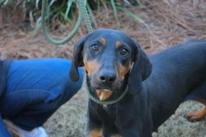 Maude, Adoptable, Adult Female Black and Tan Coonhound & Mixed Breed.