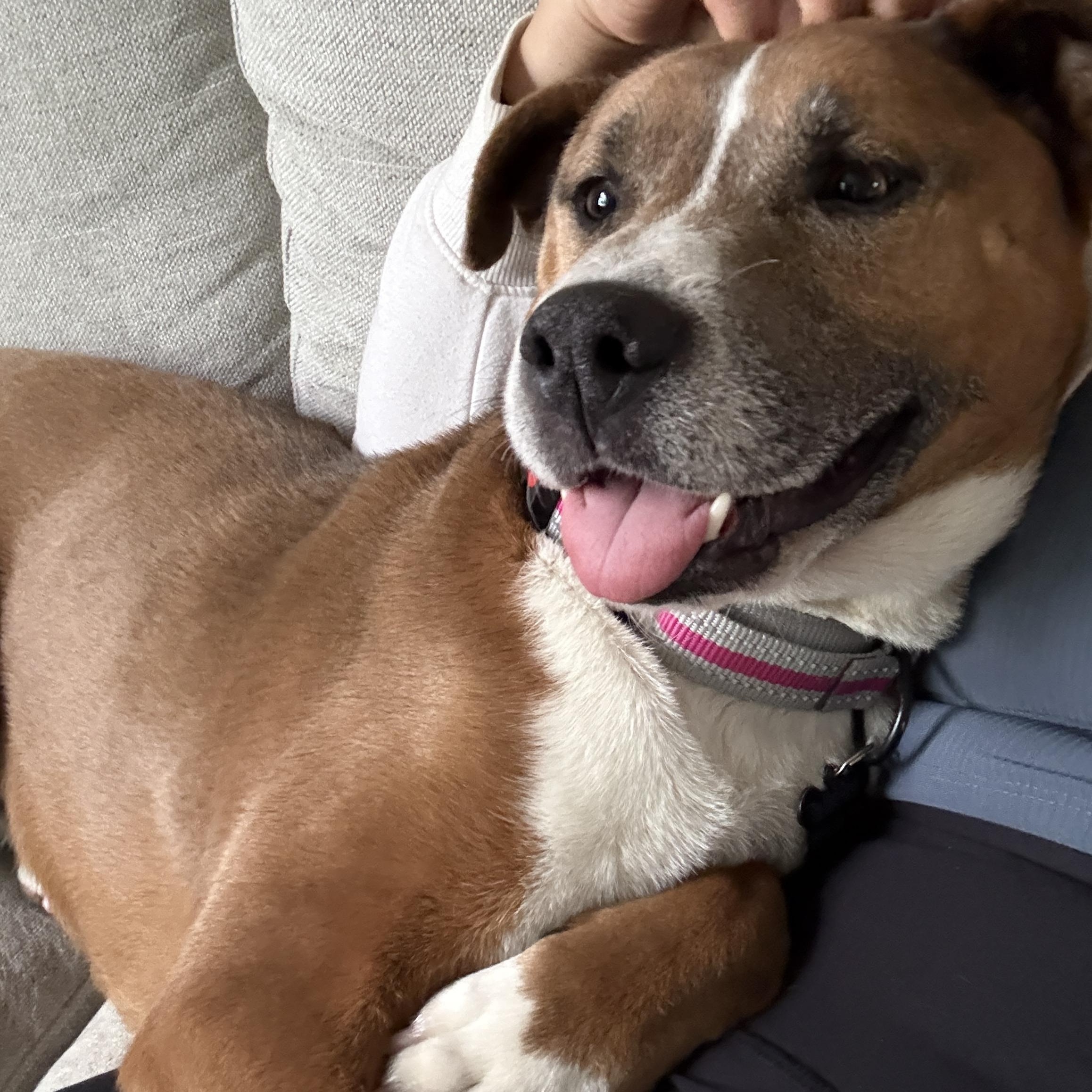 Ducky, a ADOPTABLE mixed breed in Murrieta, CA image 6/6