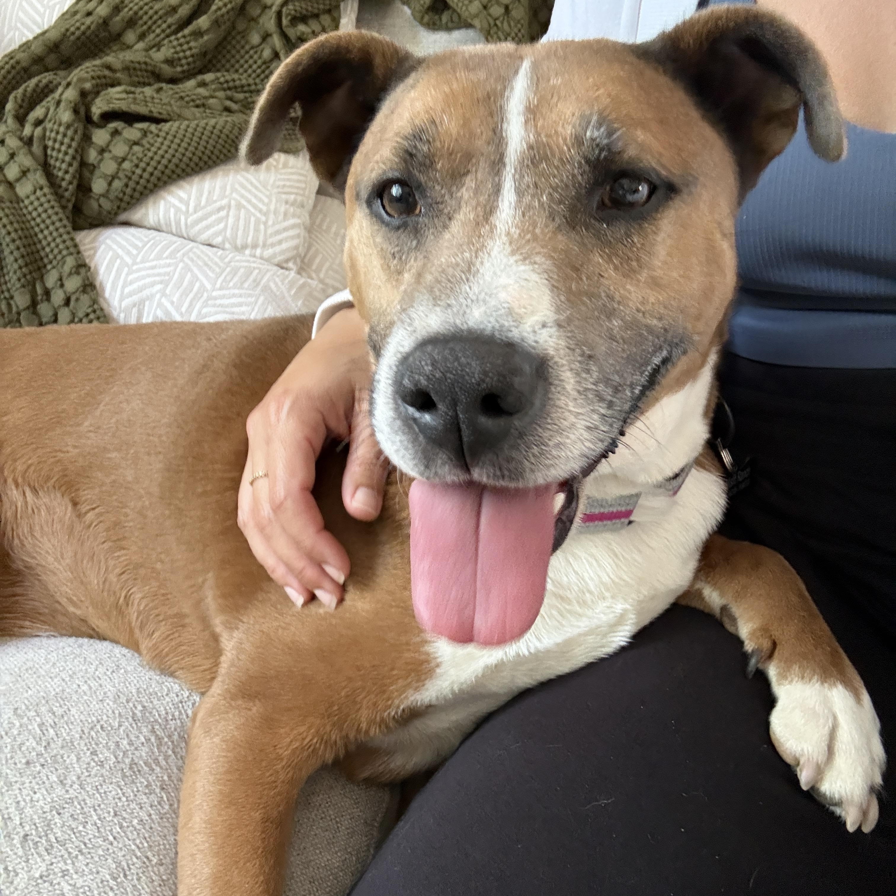 Ducky, ADOPTABLE, Adult Female Pit Bull Terrier.