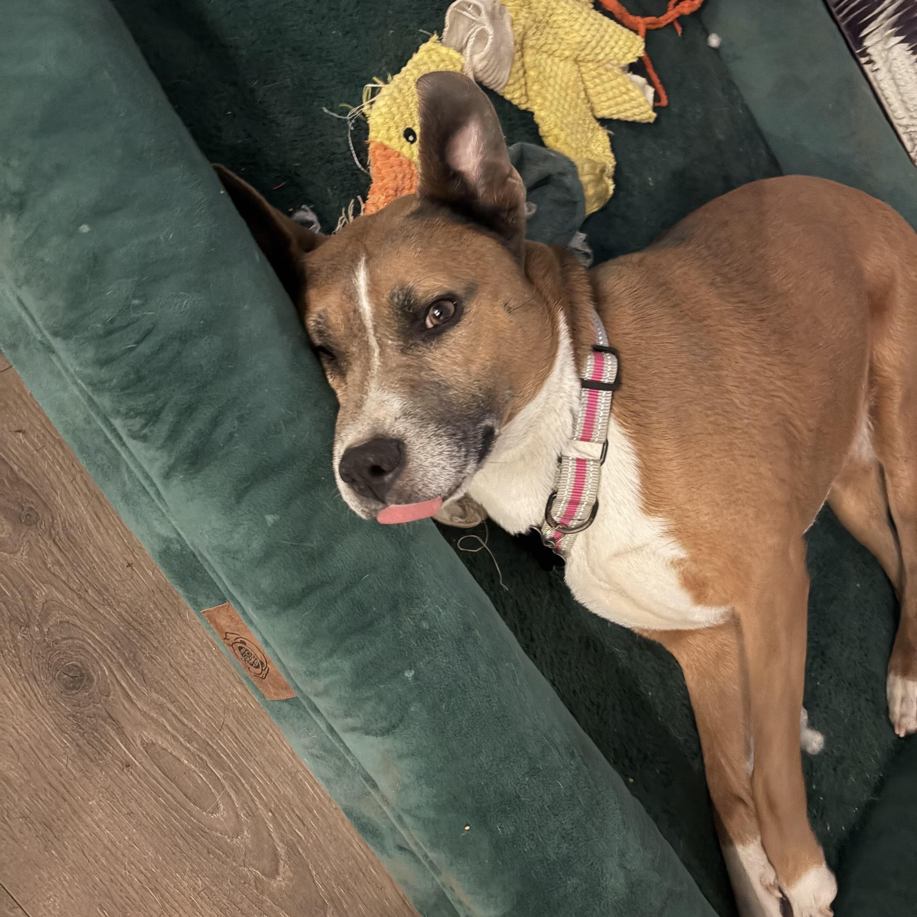 Enlarge Ducky, a ADOPTABLE mixed breed in Murrieta, CA image 4/4