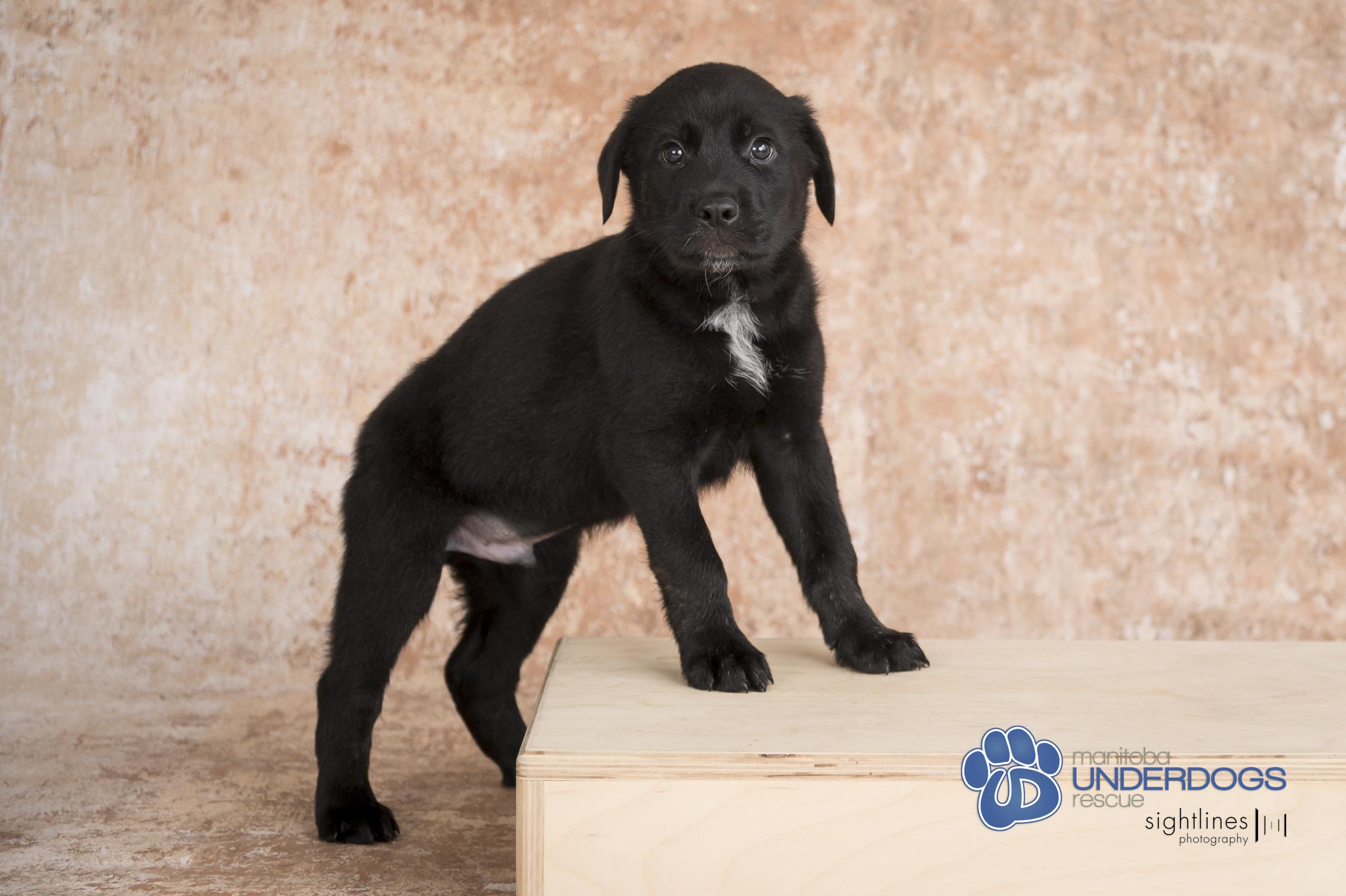 Hypnos, an adoptable Labrador Retriever, Shepherd in Winnipeg, MB, R2M 2K2 | Photo Image 2