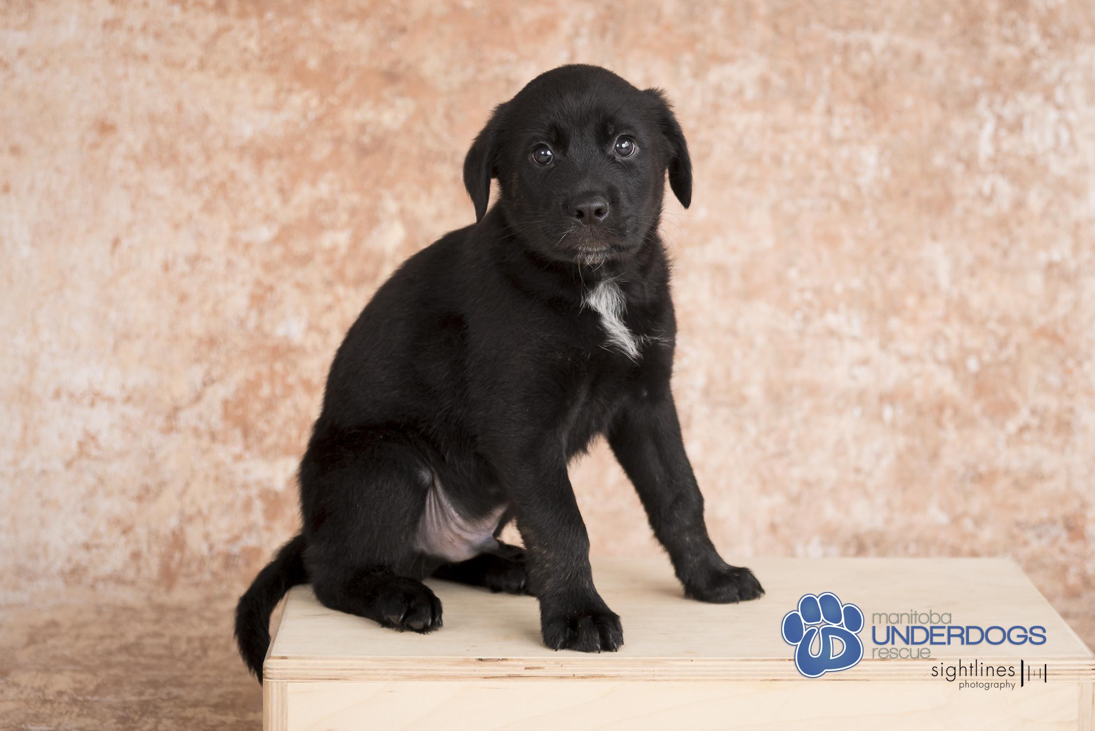 Hypnos, an adoptable Labrador Retriever, Shepherd in Winnipeg, MB, R2M 2K2 | Photo Image 3