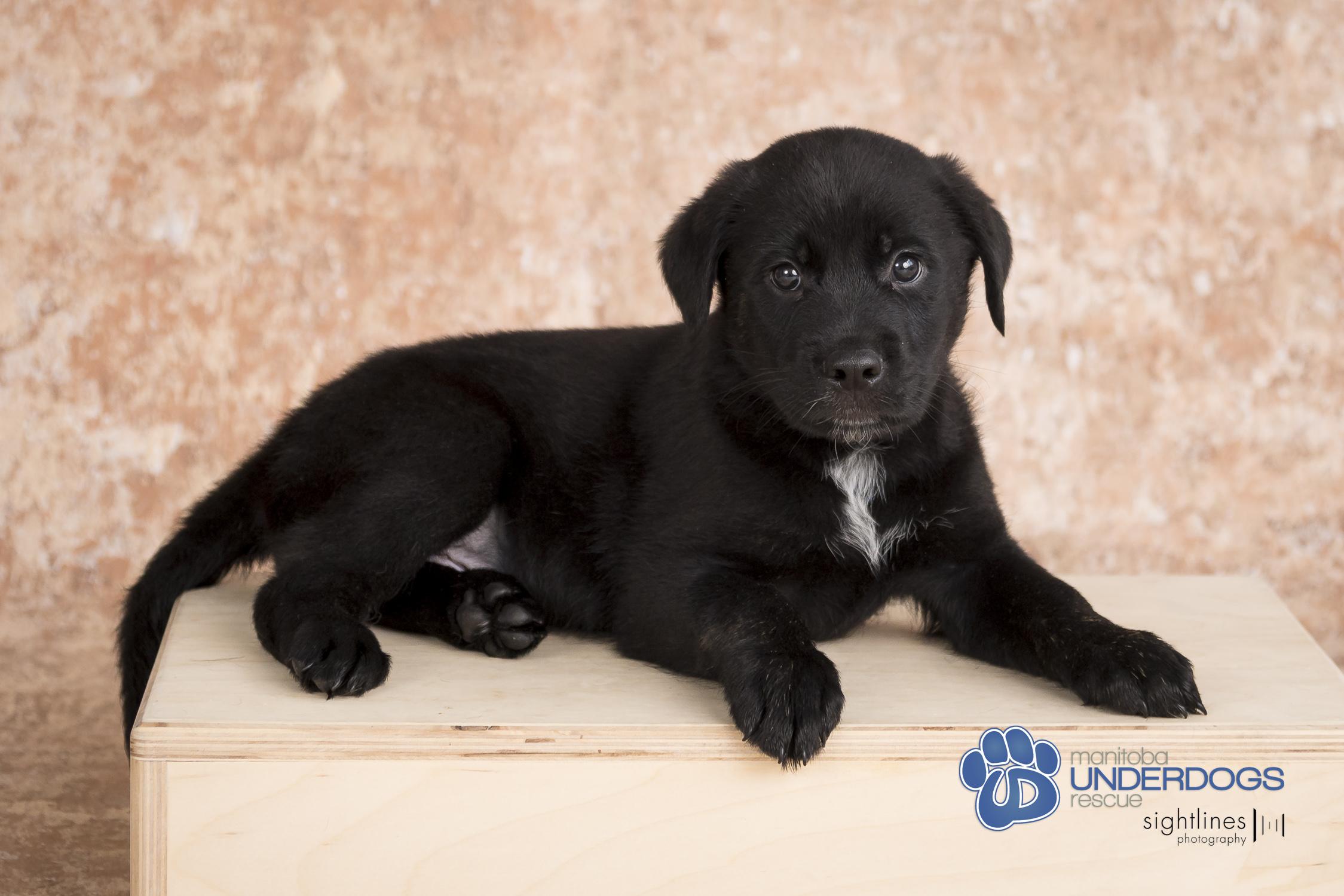 Hypnos, an adoptable Labrador Retriever, Shepherd in Winnipeg, MB, R2M 2K2 | Photo Image 1
