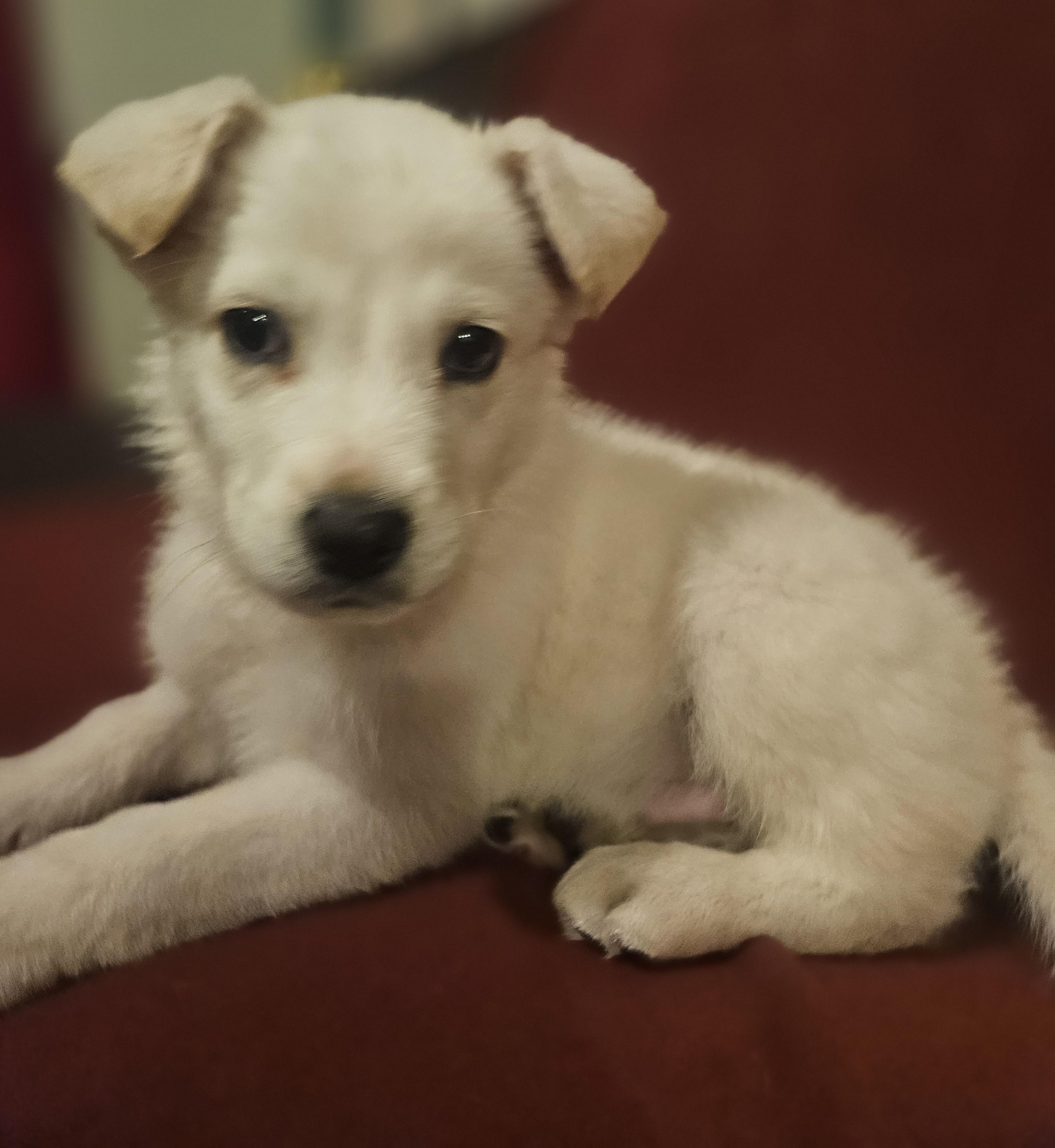 Enlarge Simba, an adopted mixed breed in Los Angeles, CA image 4/4