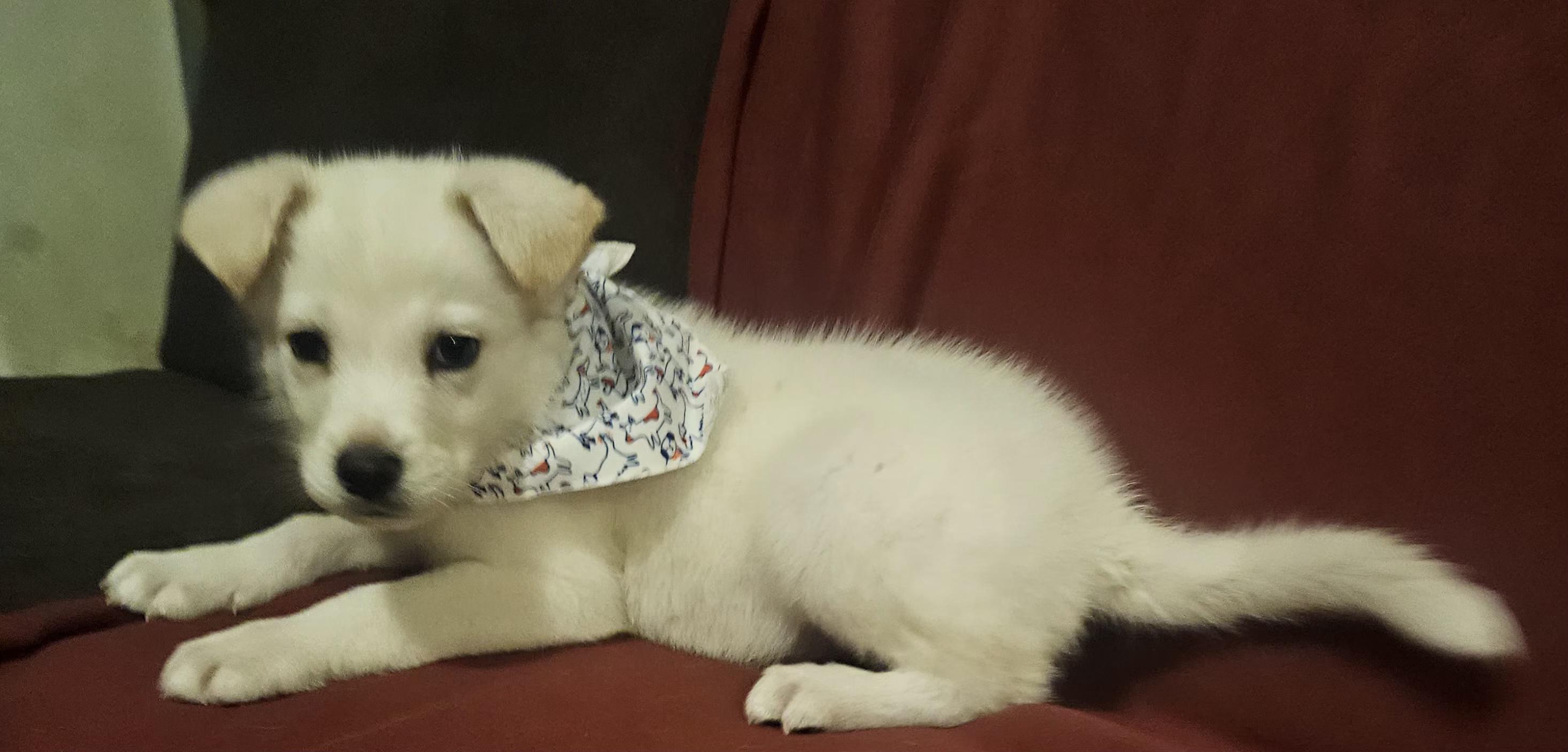 Enlarge Simba, an adopted mixed breed in Los Angeles, CA image 2/4