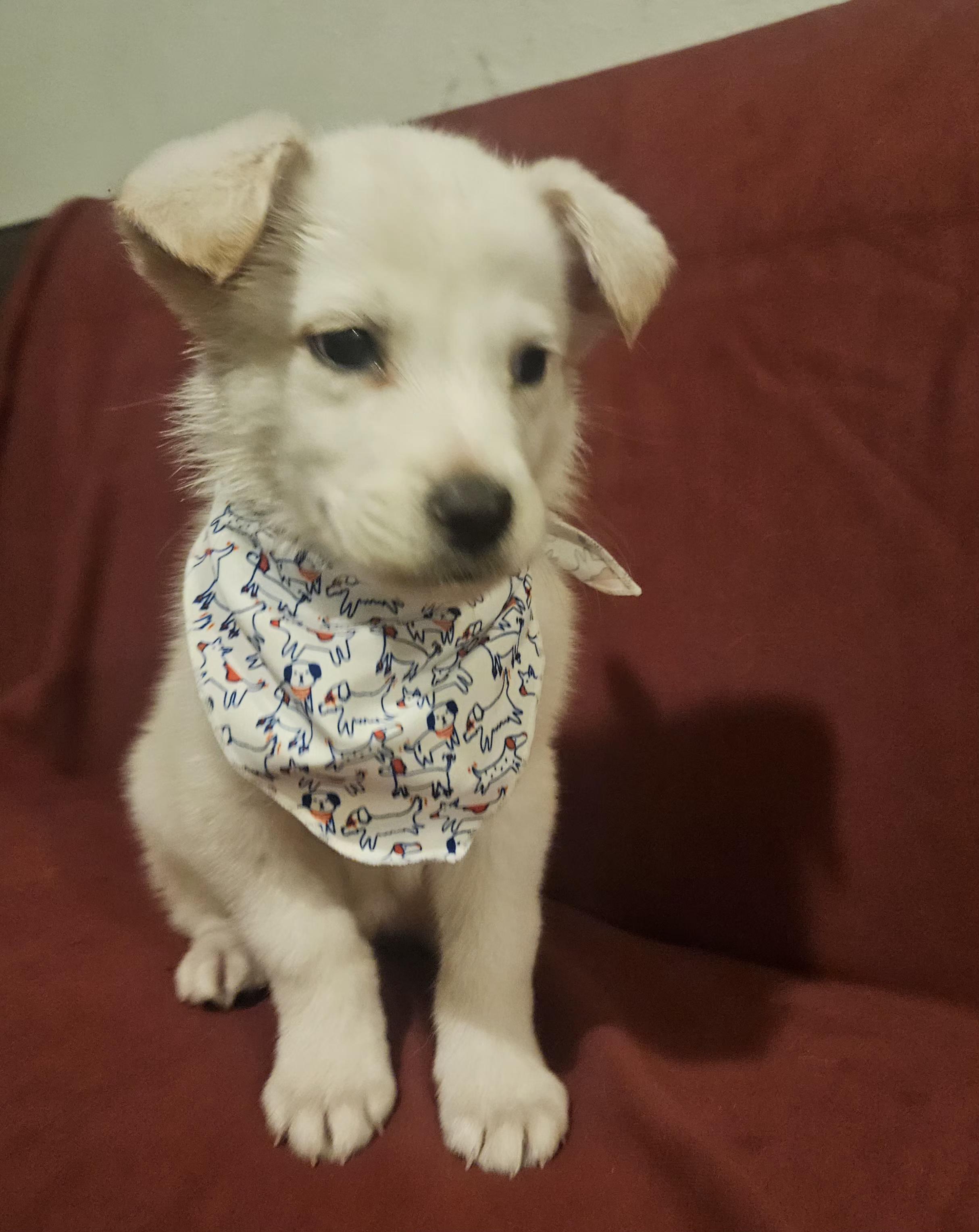 Enlarge Simba, an adopted mixed breed in Los Angeles, CA image 3/4