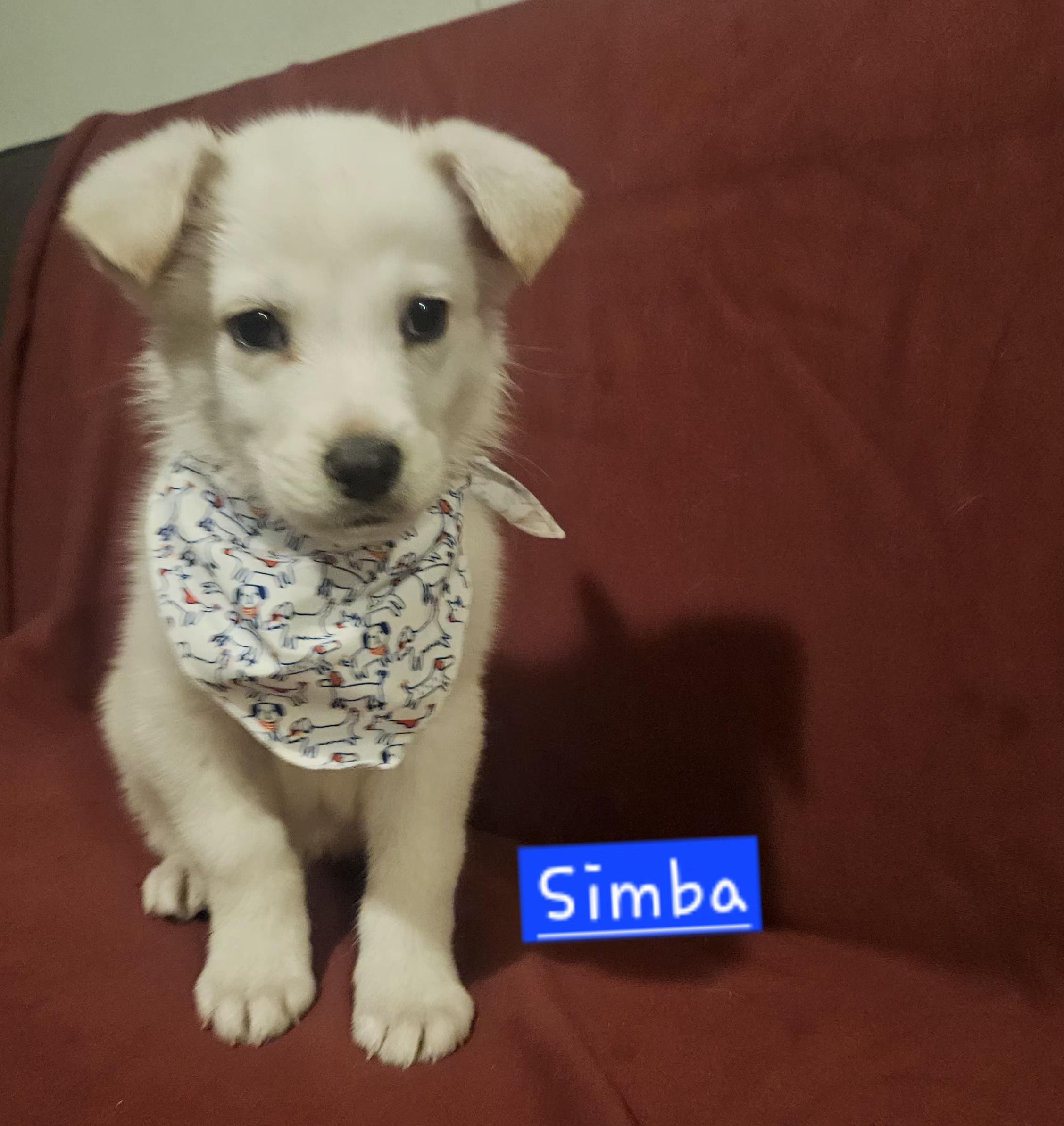 Simba, adopted, Puppy Male Labrador Retriever.