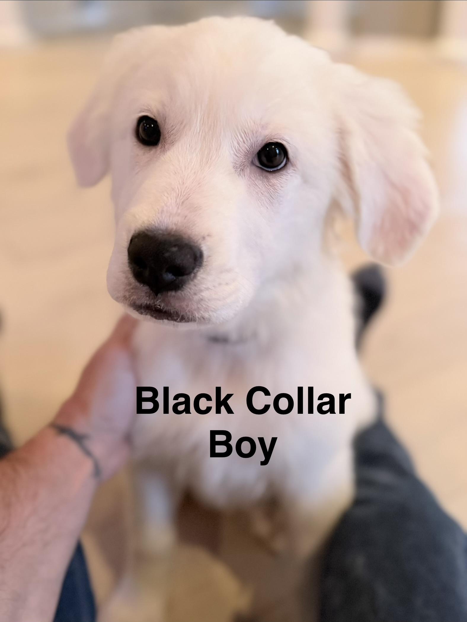 Fergus, Adopted, Puppy Male German Shepherd Dog & Great Pyrenees.