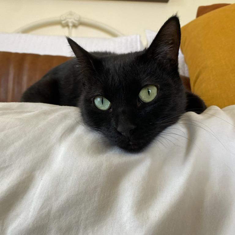 Raven, Adoptable, Adult Female Domestic Short Hair.