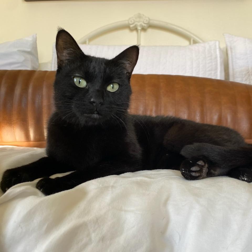 Enlarge Raven, a Adoptable Domestic Short Hair in Salt Lake City, UT image 2/6