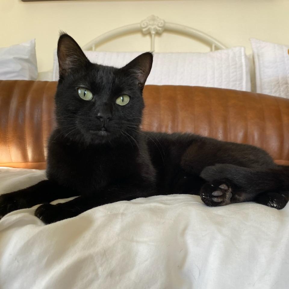 Enlarge Raven, a Adoptable Domestic Short Hair in Salt Lake City, UT image 3/6