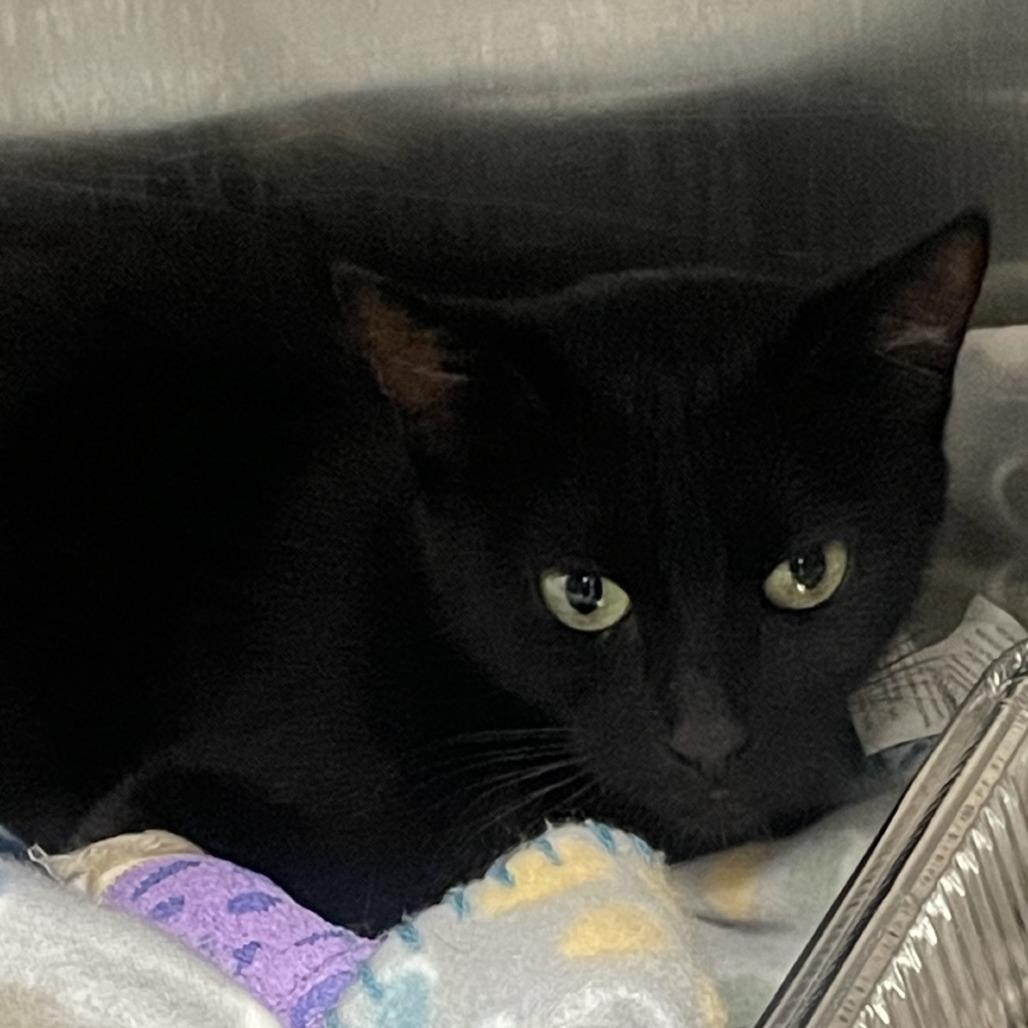 Enlarge Raven, a Adoptable Domestic Short Hair in Salt Lake City, UT image 4/6