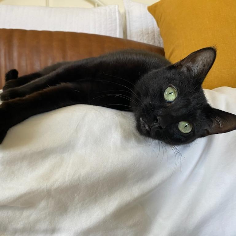 Enlarge Raven, a Adoptable Domestic Short Hair in Salt Lake City, UT image 5/6