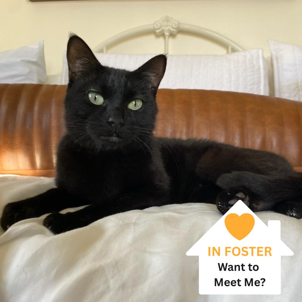 Enlarge Raven, a Adoptable Domestic Short Hair in Salt Lake City, UT image 6/6