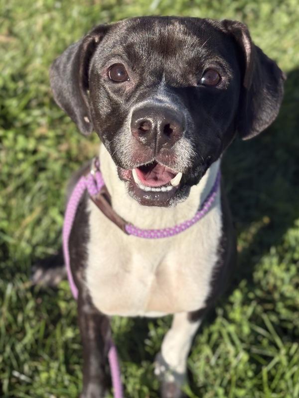 Enlarge Tiffany, a Adoptable mixed breed in Lancaster, OH image 1/1