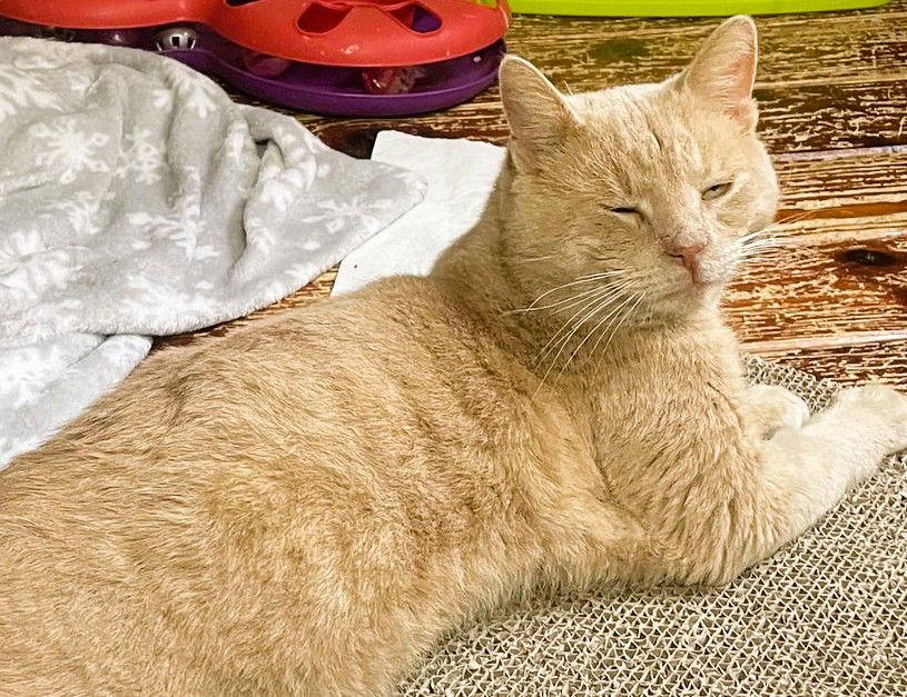 Enlarge Smokey-Joe, a Adoptable Domestic Short Hair in Trenton, NJ image 1/3