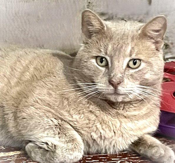 Enlarge Smokey-Joe, a Adoptable Domestic Short Hair in Trenton, NJ image 2/3