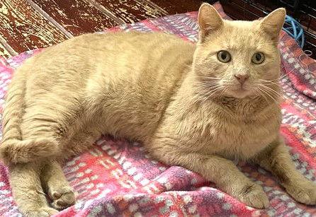 Enlarge Smokey-Joe, a Adoptable Domestic Short Hair in Trenton, NJ image 3/3