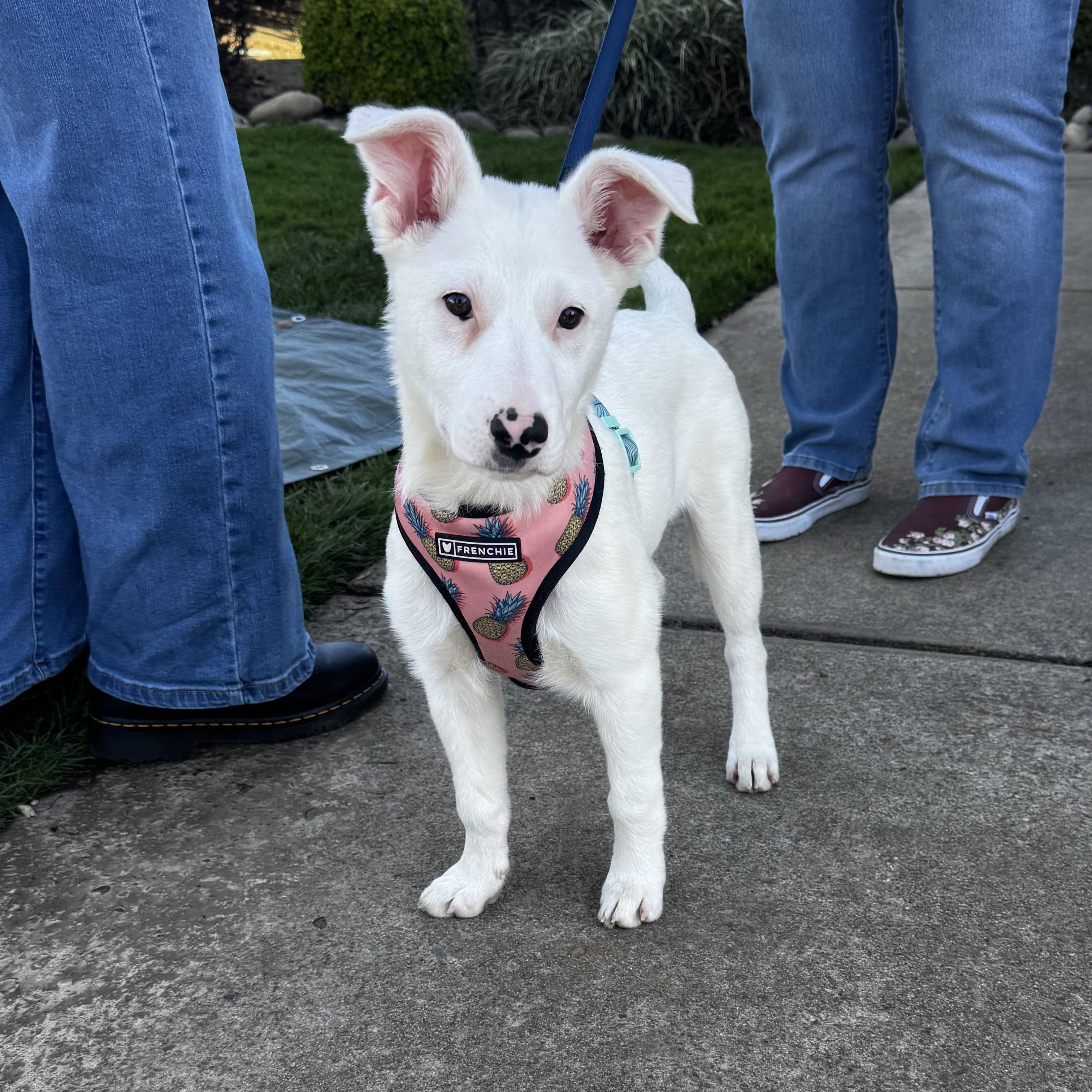 Enlarge Summer, a ADOPTABLE mixed breed in Lincoln, CA image 1/3