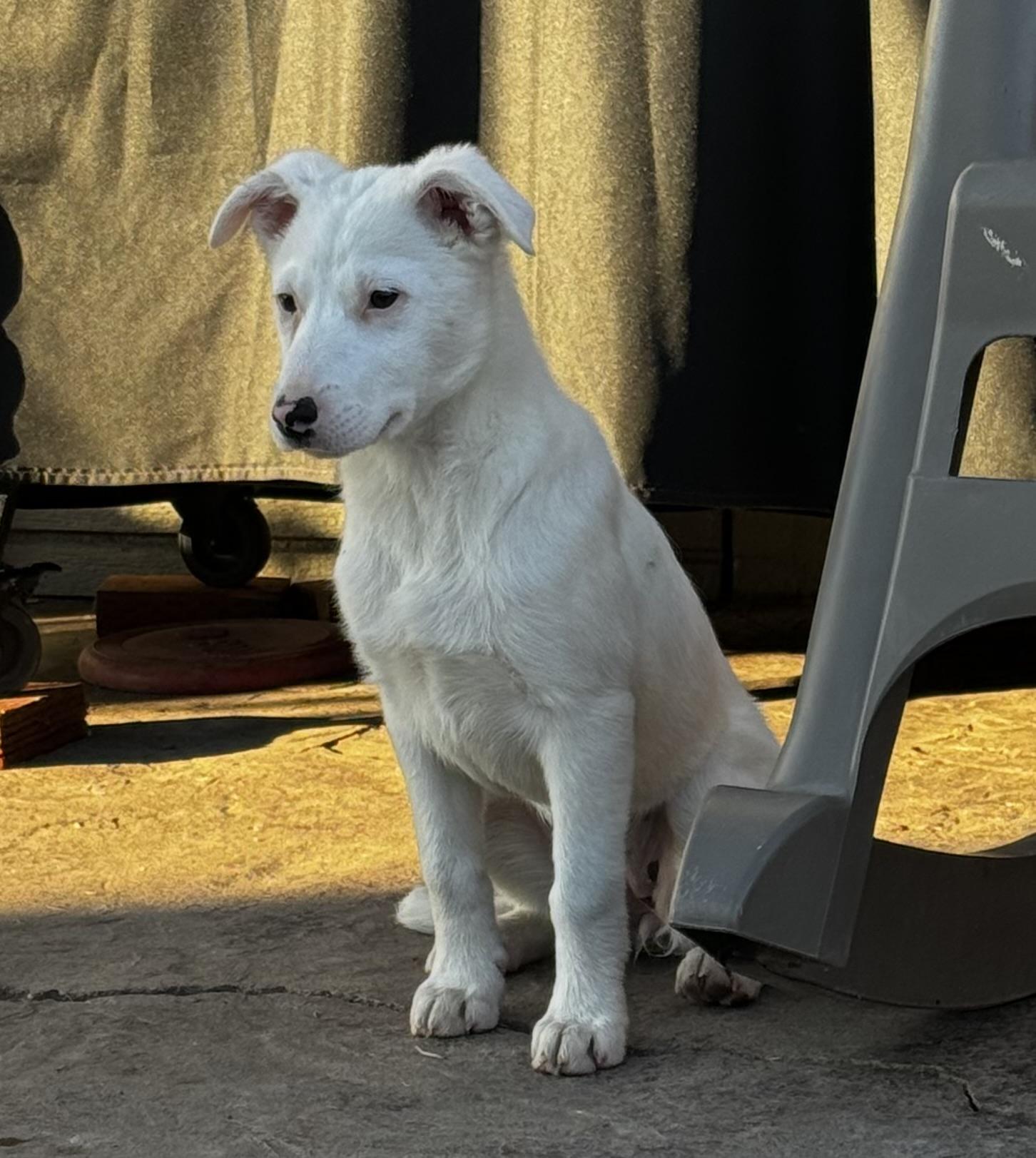 Enlarge Summer, a ADOPTABLE mixed breed in Lincoln, CA image 3/3