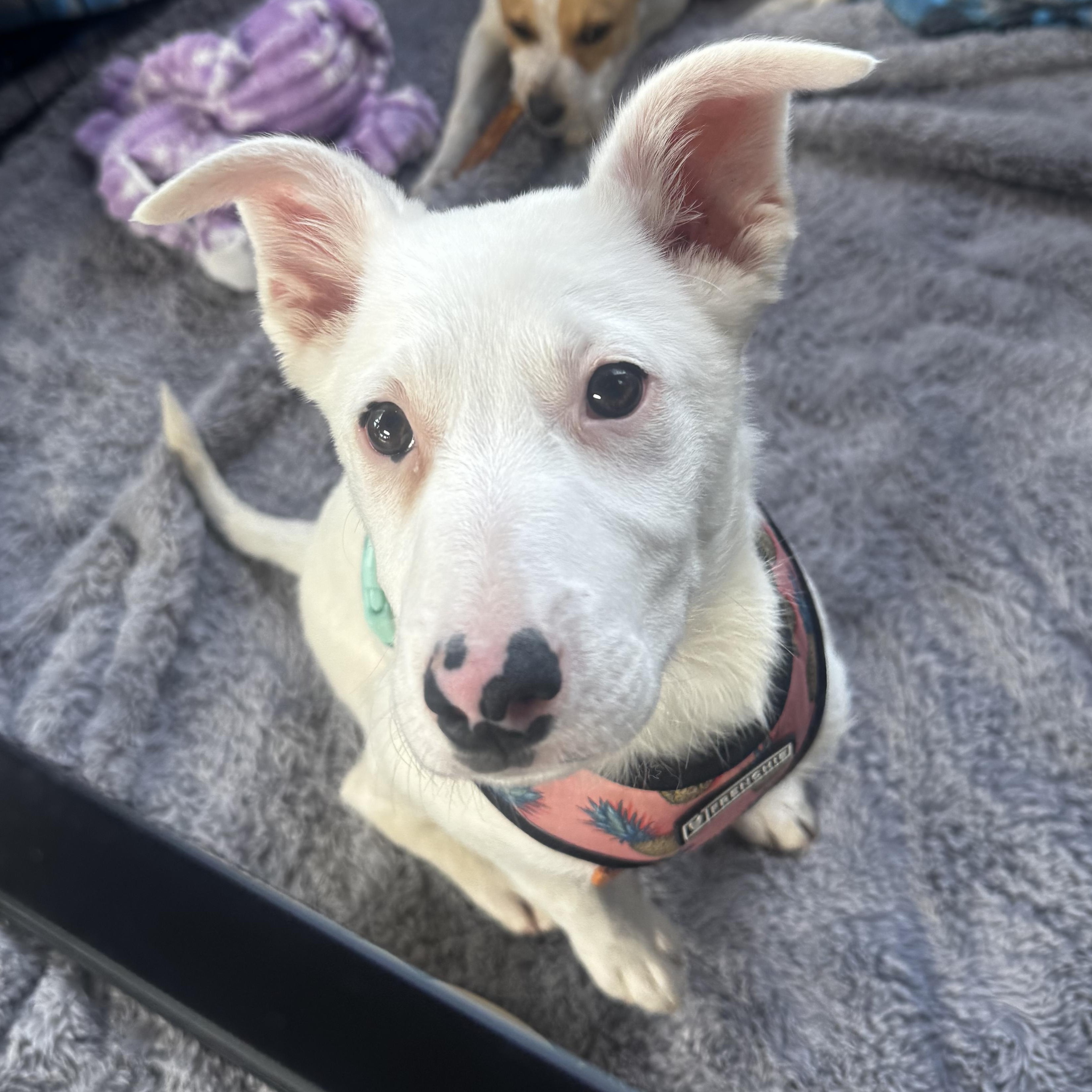 Enlarge Summer, a ADOPTABLE mixed breed in Lincoln, CA image 2/3