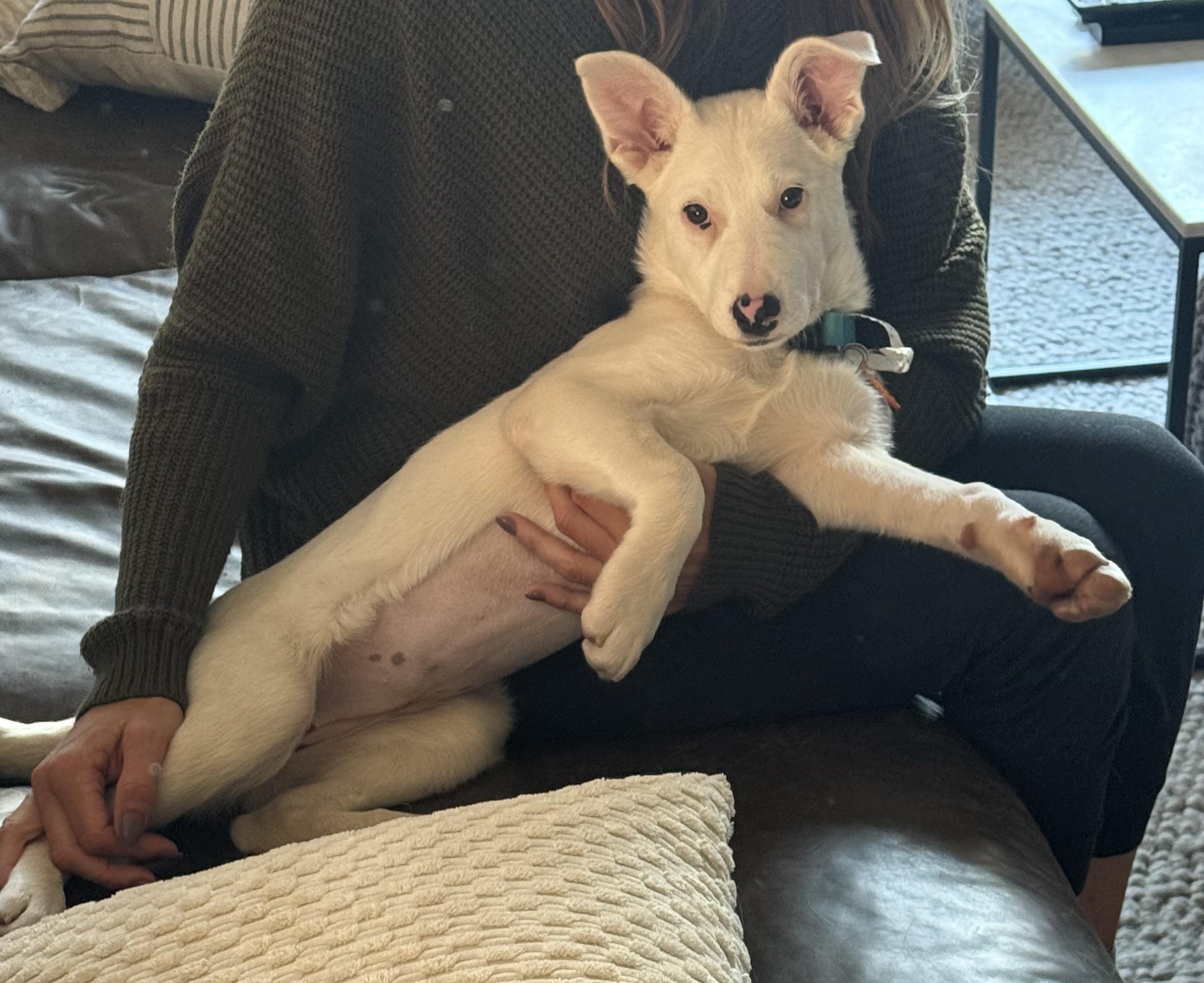 Enlarge Summer, an adopted mixed breed in Lincoln, CA image 5/6