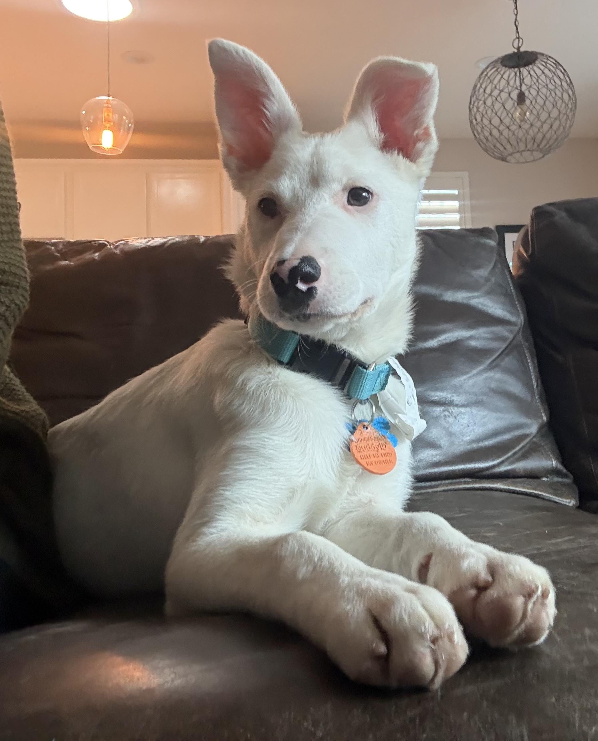 Enlarge Summer, an adopted mixed breed in Lincoln, CA image 6/6