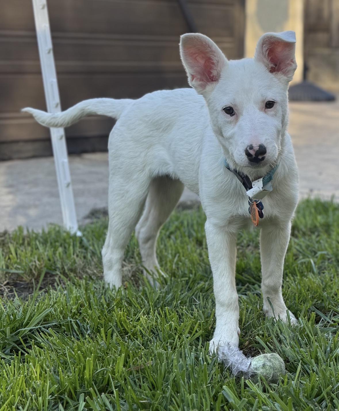 Enlarge Summer, an adopted mixed breed in Lincoln, CA image 1/6