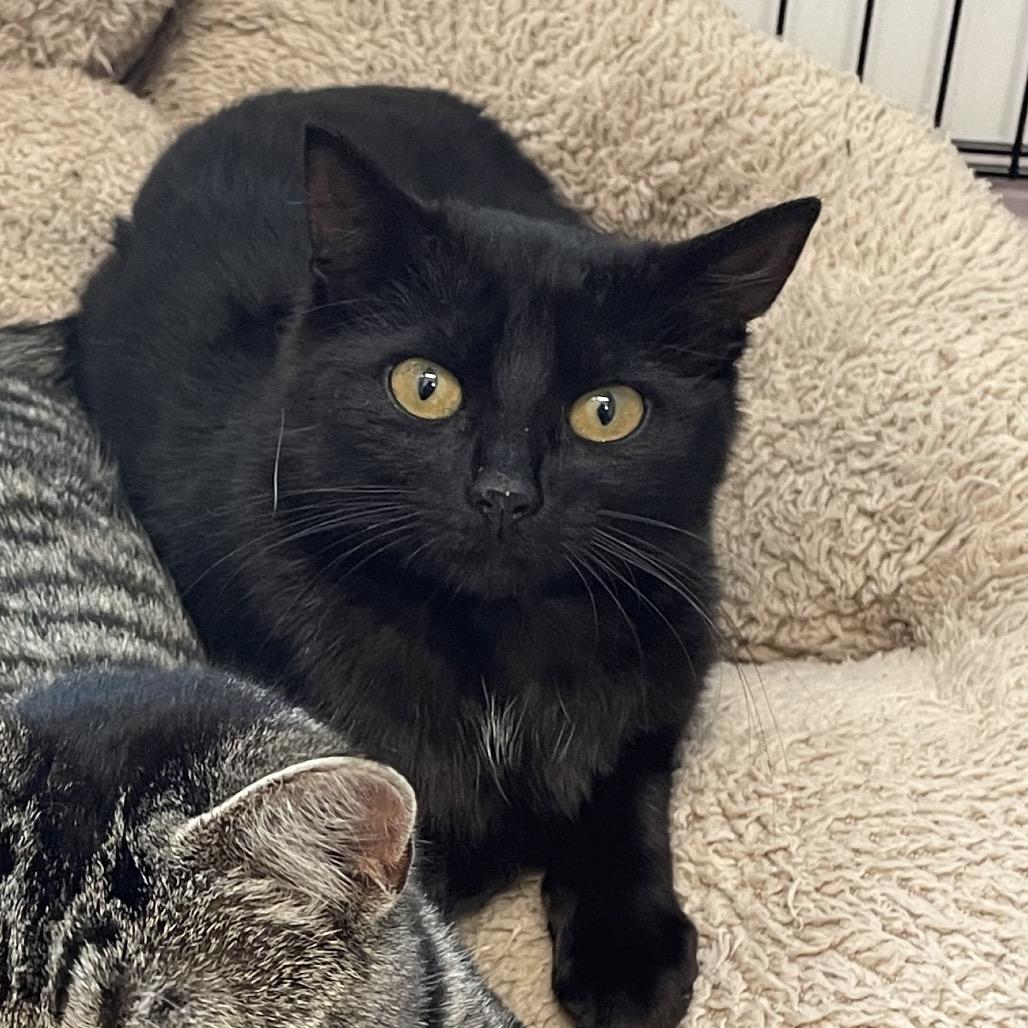 Enlarge Karomi, a Adoptable Domestic Short Hair in North Battleford, SK image 1/1