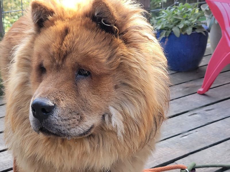 ZITO, Adopted, Adult Male Chow Chow.