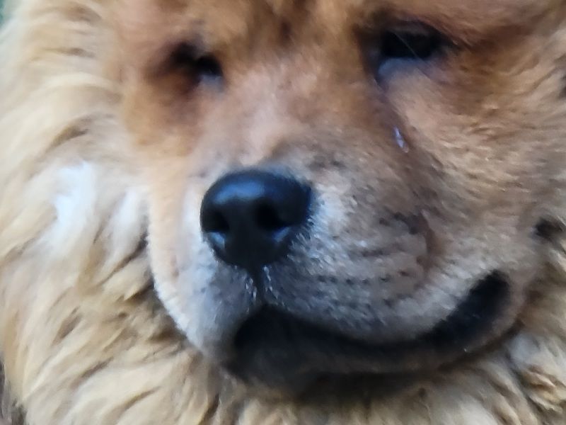 Enlarge ZITO, a Adopted Chow Chow in Eastsound, WA image 2/5