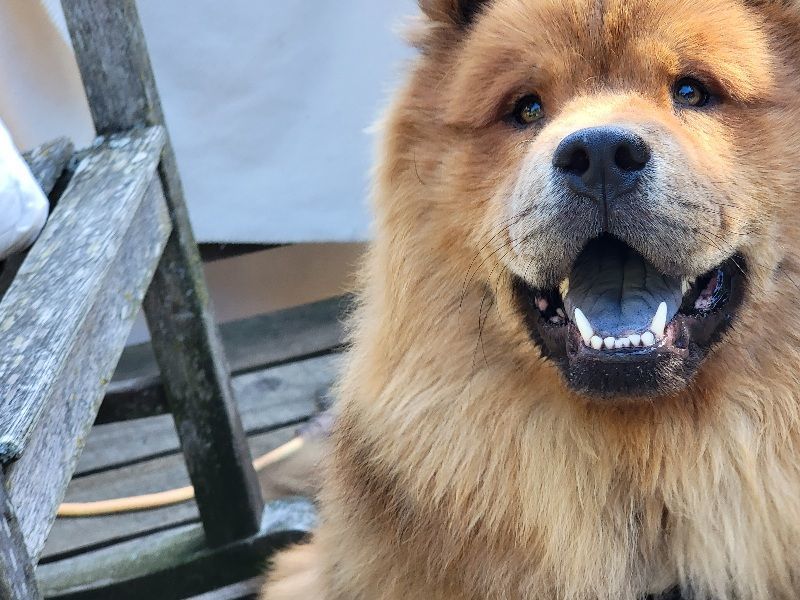 Enlarge ZITO, a Adopted Chow Chow in Eastsound, WA image 3/5