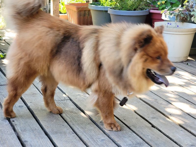 Enlarge ZITO, a Adopted Chow Chow in Eastsound, WA image 4/5