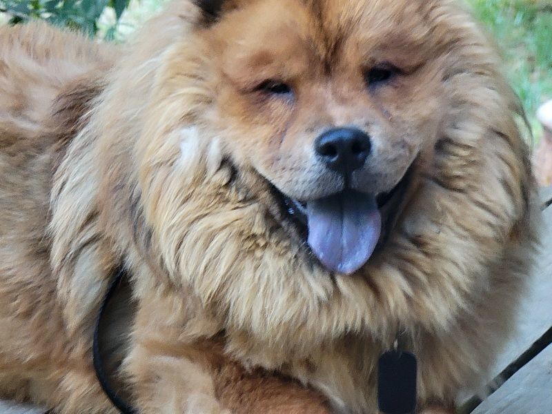 Enlarge ZITO, a Adopted Chow Chow in Eastsound, WA image 5/5