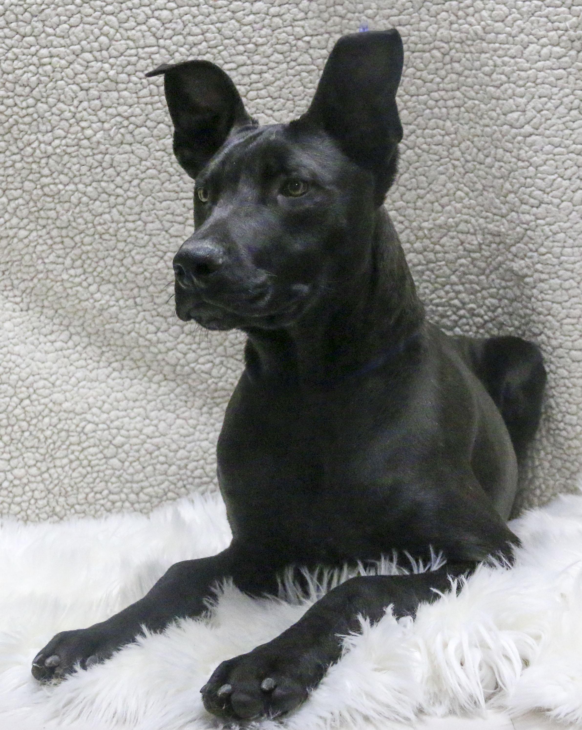 Enlarge Rollins, a Adoptable Shepherd in Casa Grande, AZ image 3/4