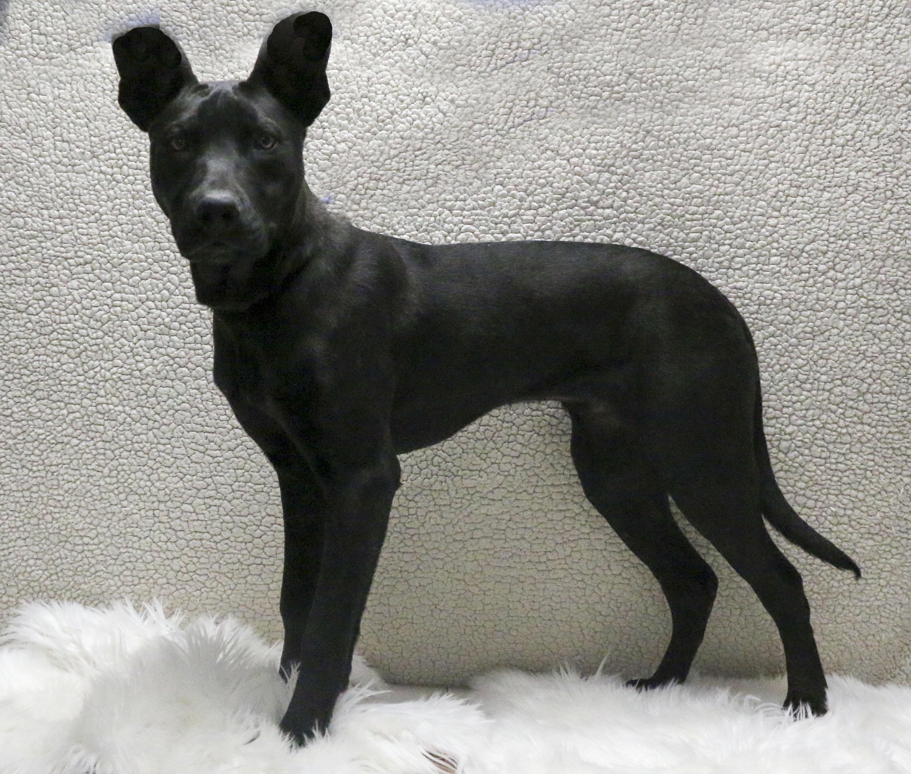 Enlarge Rollins, a Adoptable Shepherd in Casa Grande, AZ image 4/4