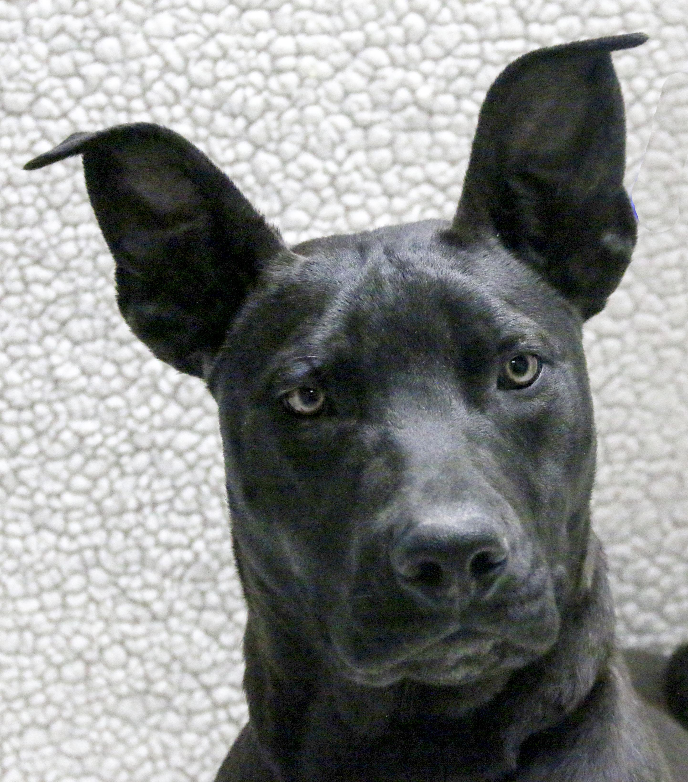 Enlarge Rollins, a Adoptable Shepherd in Casa Grande, AZ image 1/4