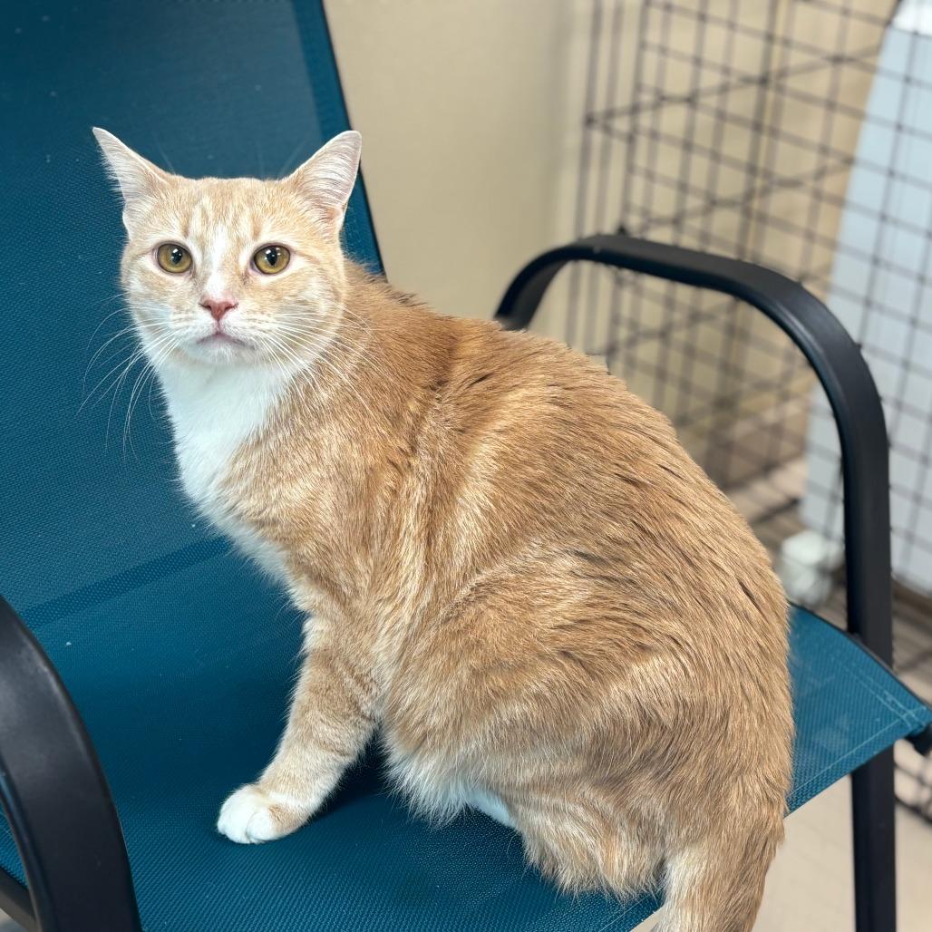 Loaf, Adoptable, Adult Female Domestic Short Hair.