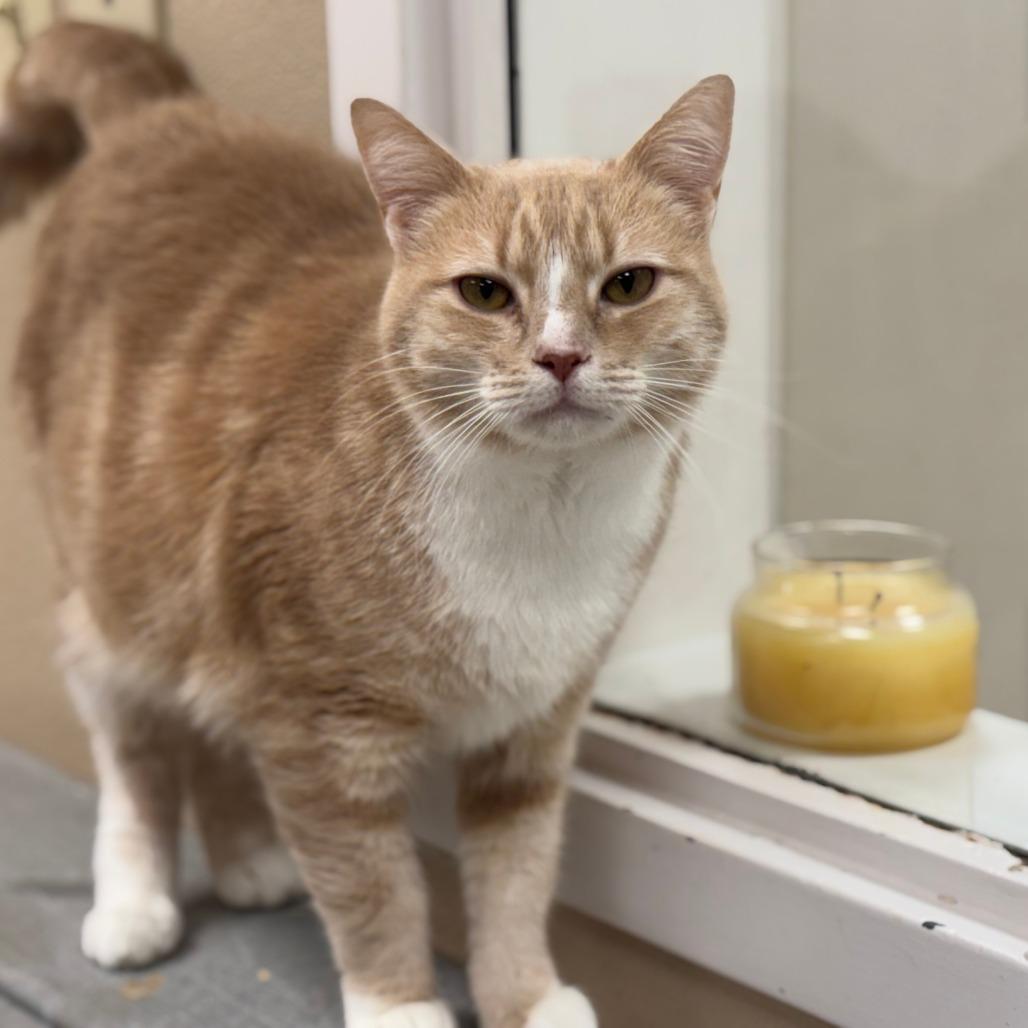 Enlarge Loaf, a Adoptable Domestic Short Hair in Mebane, NC image 2/6