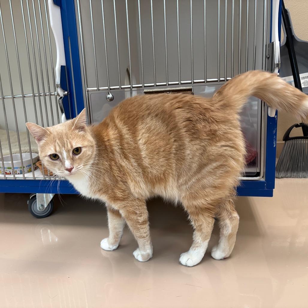 Enlarge Loaf, a Adoptable Domestic Short Hair in Mebane, NC image 3/6