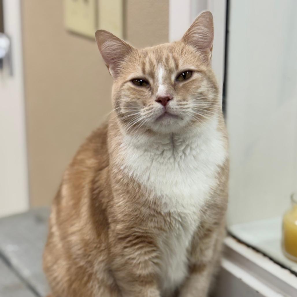 Enlarge Loaf, a Adoptable Domestic Short Hair in Mebane, NC image 4/6