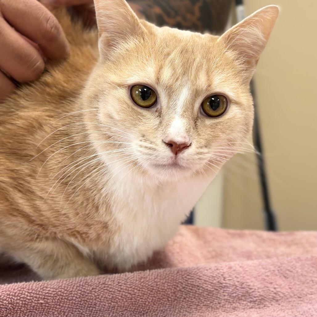 Enlarge Loaf, a Adoptable Domestic Short Hair in Mebane, NC image 5/6