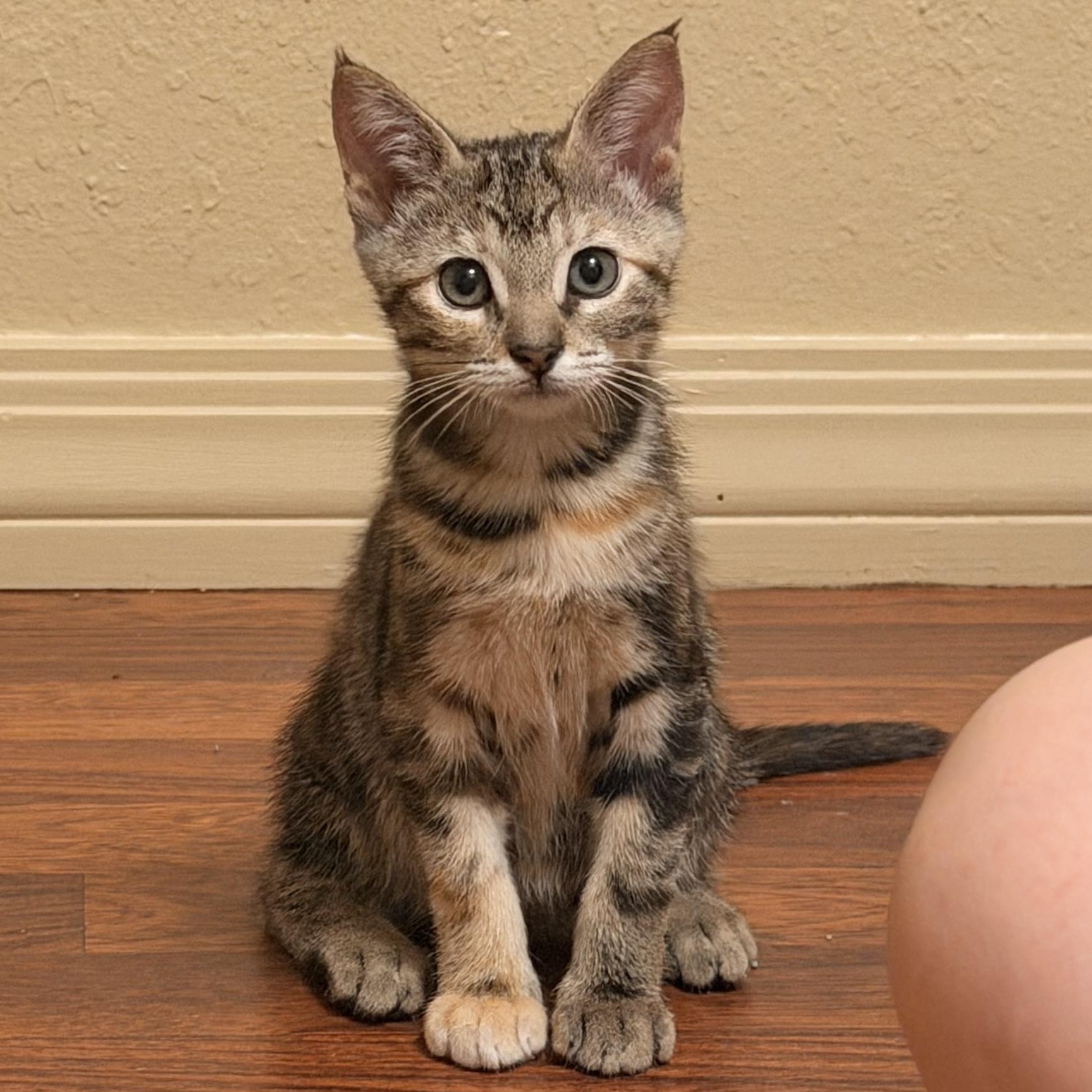 Enlarge Bonnie, an adopted Domestic Short Hair in Hammond, LA image 3/5