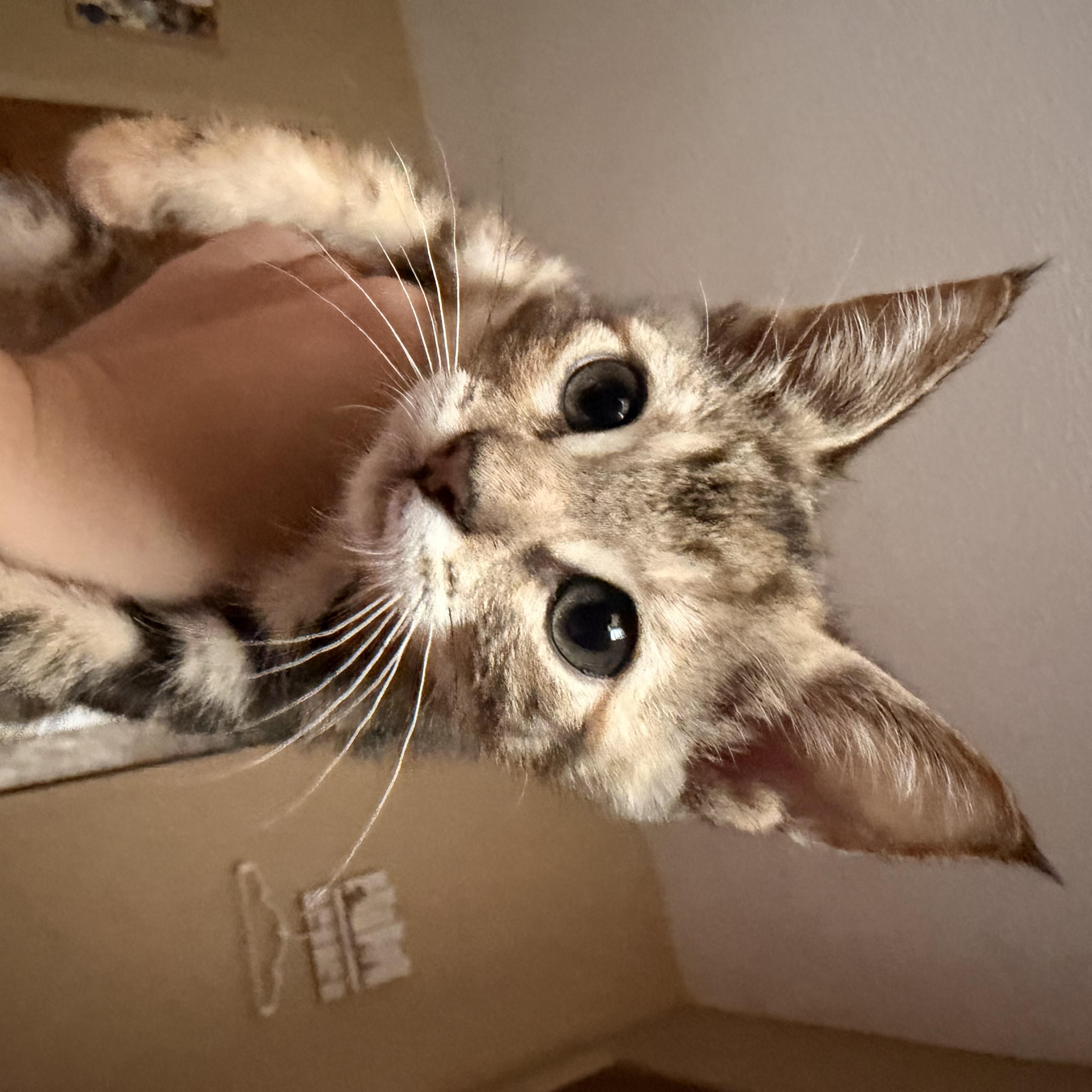 Enlarge Bonnie, an adopted Domestic Short Hair in Hammond, LA image 2/5