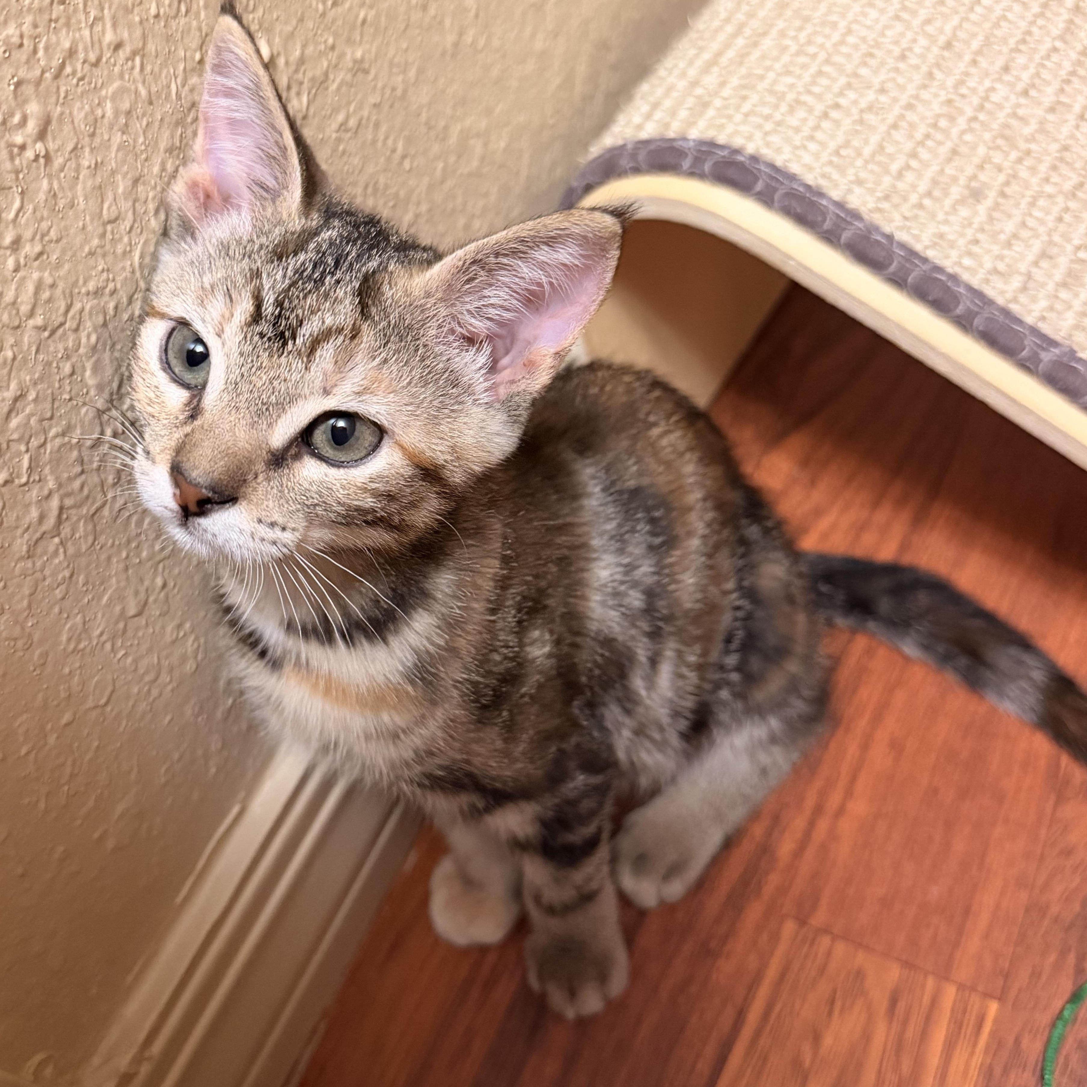 Enlarge Bonnie, an adopted Domestic Short Hair in Hammond, LA image 5/5