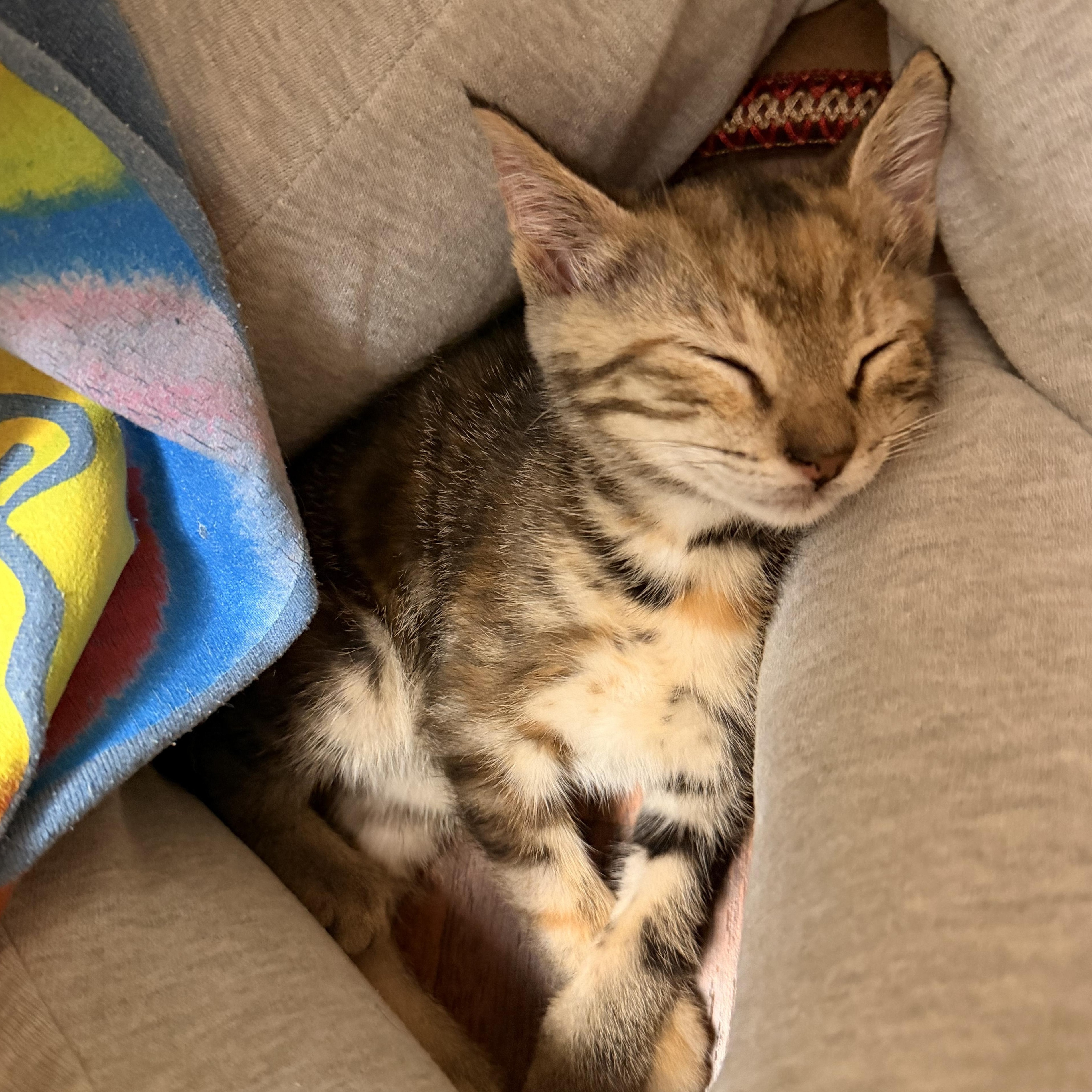 Enlarge Bonnie, an adopted Domestic Short Hair in Hammond, LA image 4/5
