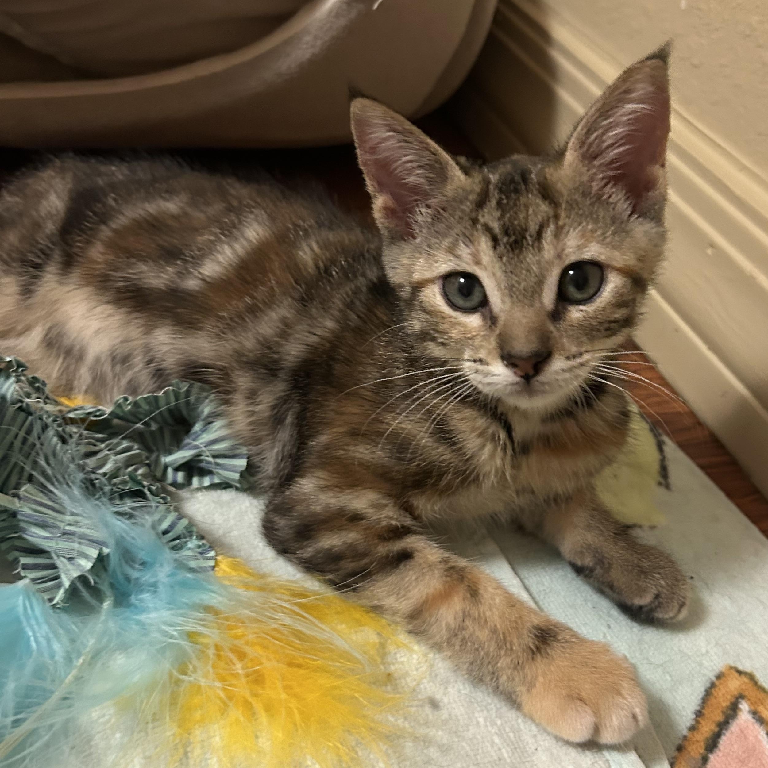 Bonnie, adopted, Kitten Female Domestic Short Hair.
