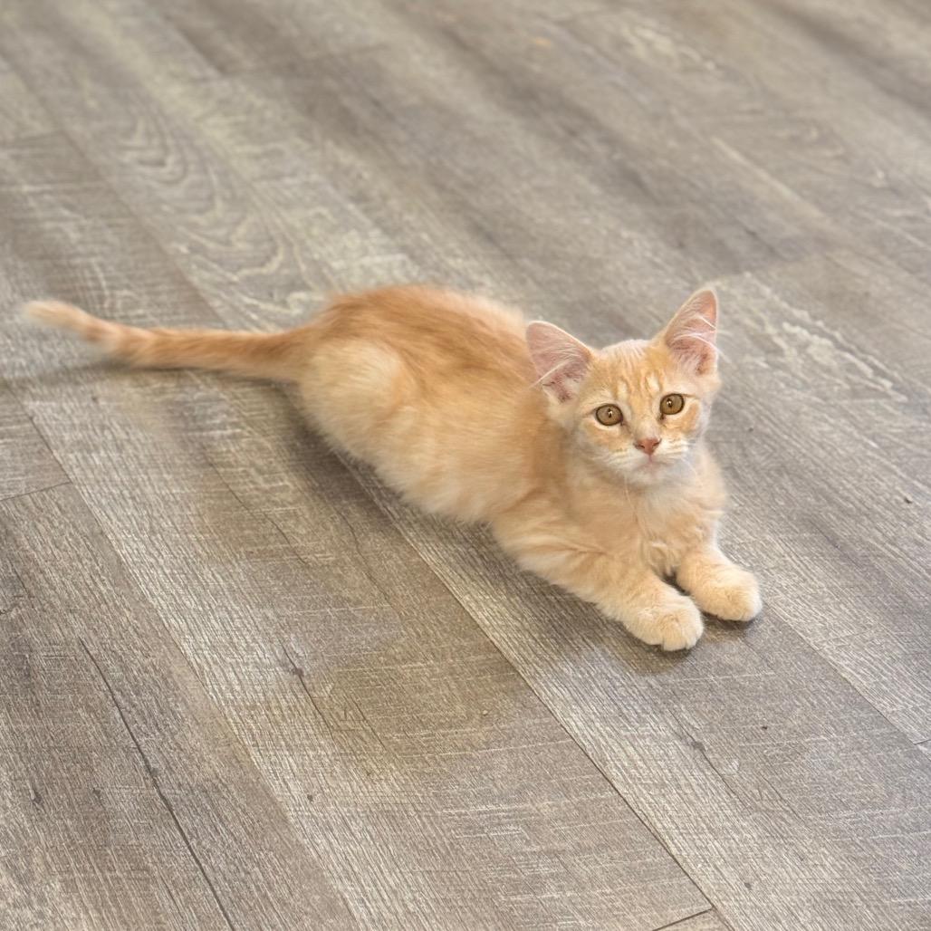 Ember, Adoptable, Young Male Domestic Short Hair.