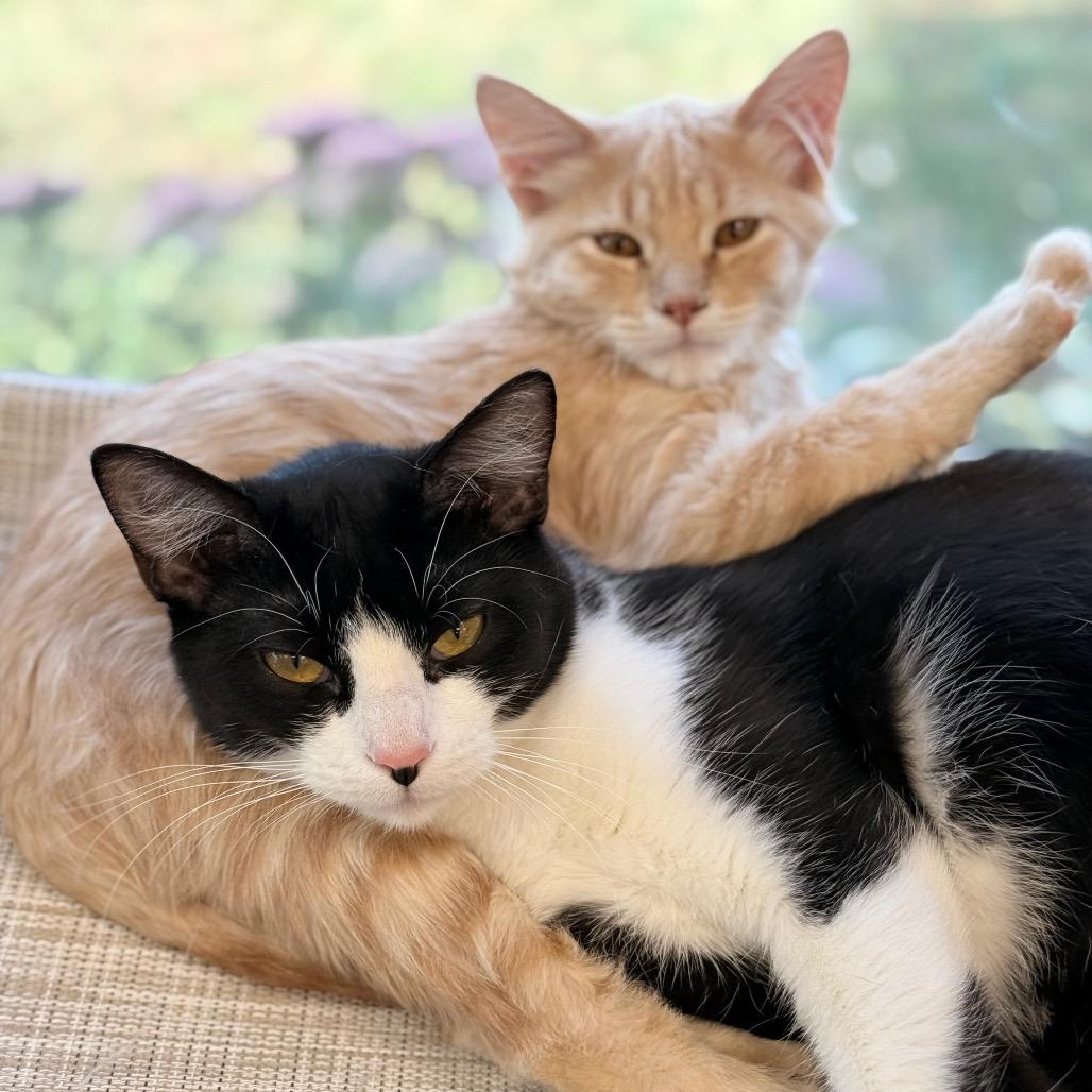 Ember, a Adoptable Domestic Short Hair in Chariton, IA image 2/3