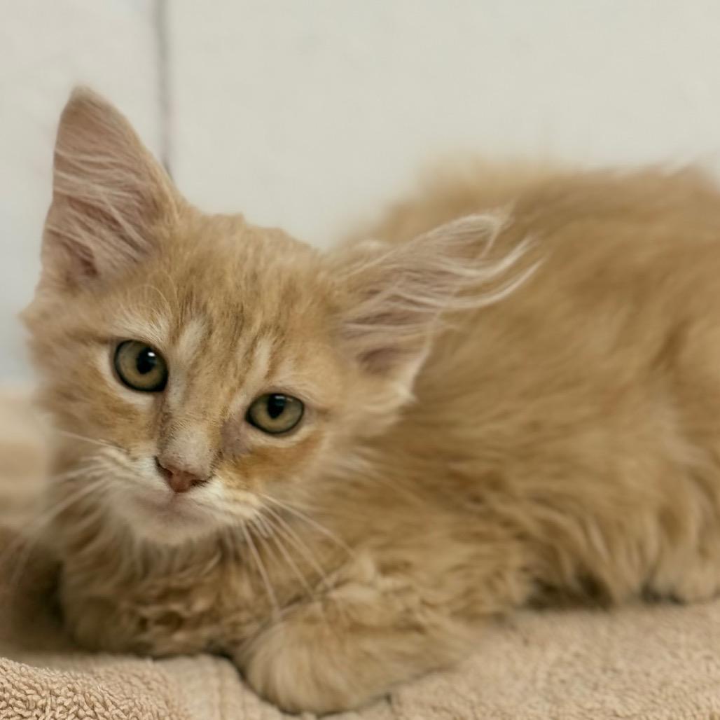 Ember, a Adoptable Domestic Short Hair in Chariton, IA image 3/3